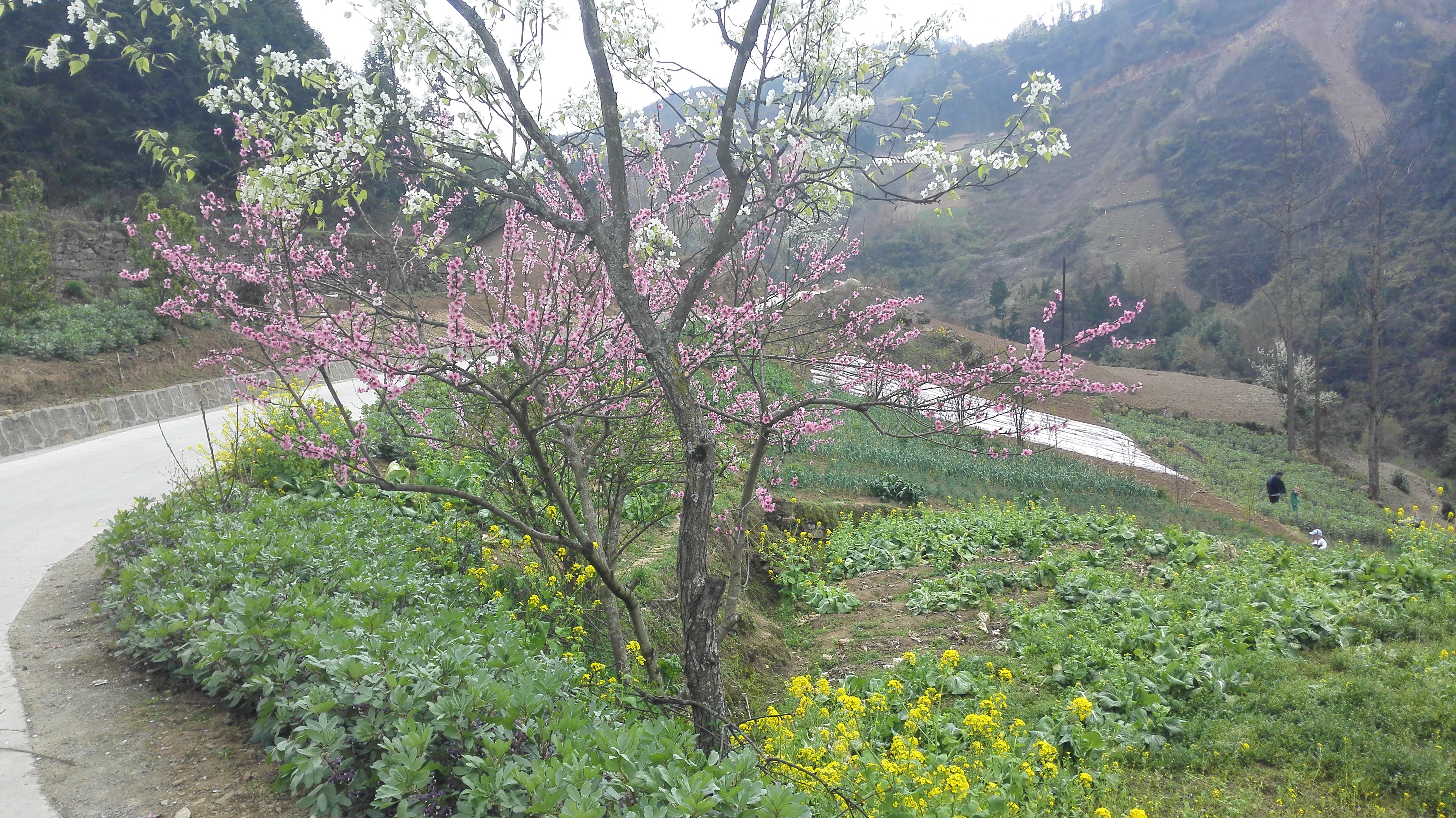IMG_20150329_134455.jpg